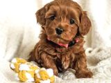 Mini Boy Puppy Kıpkırmızı Red Tooy Poodle 