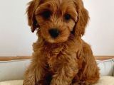 Kıpkırmızı Red tooy poodle sevimli yavrular 