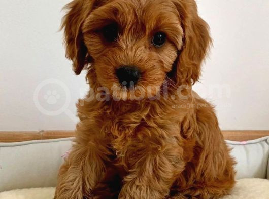 Kıpkırmızı Red Tooy Poodle Sevimli Yavrular 
