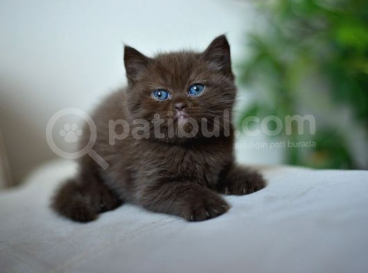 Nadi̇r Bulunan  Safkan British Shorthair Blue Point Kedi̇mi̇z