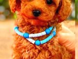 Red braw kıpkırmızı ev üretimi TOOY POODLE 