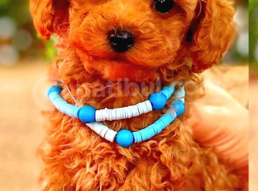 Red Braw Kıpkırmızı Ev Üretimi Tooy Poodle 