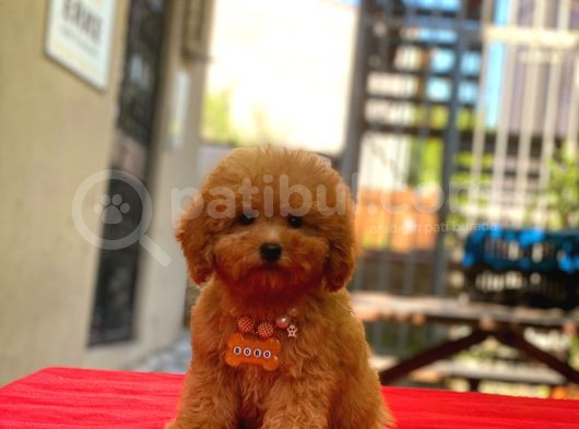 Red Braw Kıpkırmızı Ev Üretimi Tooy Poodle  görsel