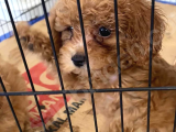2 Aylık Erkek Poodle