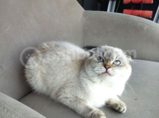 Scottish Fold Peri Çok Uysal Çok Sevecen
