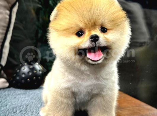 Muhteşem Tatlılıkta Pomeranian Bebeklerimiz görsel