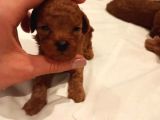 Üst  Düzey Kore Kan Toy Poodle Yavrularım