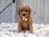 Kahve tonlu mini boy puppy sevimli yavrular MALTİPO CİNSİ 