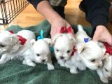teacup maltese terrier bebekler