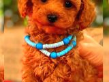 Mini Boy Puppy Kıpkırmızı Red Tooy Poodle 