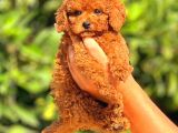 Mini boy puppy kıpkırmızı Red TOOY POODLE 