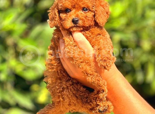 Mini Boy Puppy Kıpkırmızı Red Tooy Poodle 
