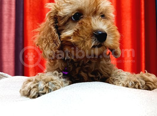 Poodle Güzelliğinde Red Maltipoo Yavrular görsel