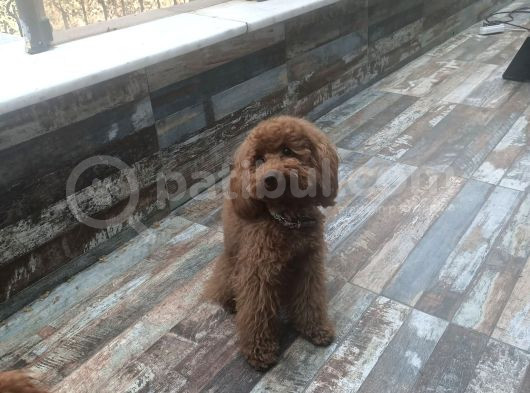 Toy Poodle Kendi Yavrularımı Sahiplendiriyorum