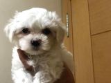 A Kalite Maltese Terrier Yavrularımız