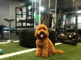 Toy Poodle Kendi Yavrularımı Sahiplendiriyorum