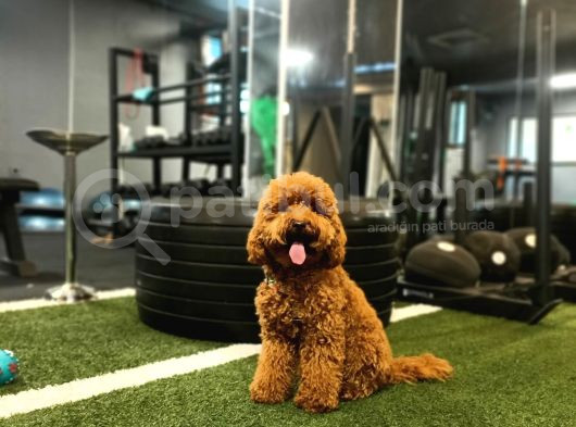 Toy Poodle Kendi Yavrularımı Sahiplendiriyorum görsel