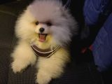 Ay Parçası Pomeranian 