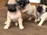 Gül Kuyruk Kisa Pug Yavrular Her Yere Gönderi̇li̇r