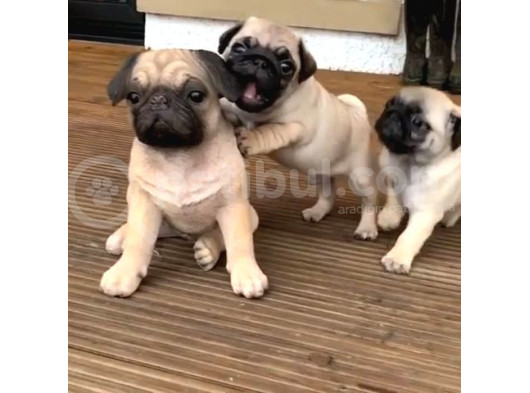 Gül Kuyruk Kisa Pug Yavrular Her Yere Gönderi̇li̇r görsel