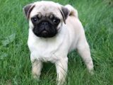 Gül Kuyruk Kisa Pug Yavrular Her Yere Gönderi̇li̇r