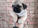 Irk Garanti̇li̇ Pug Yavrulari