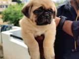 Hari̇ka Pug Yavrulari
