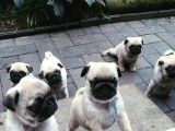 Gül Kuyruk Kisa Pug Yavrular Her Yere Gönderi̇li̇r