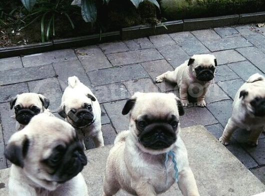 Gül Kuyruk Kisa Pug Yavrular Her Yere Gönderi̇li̇r görsel