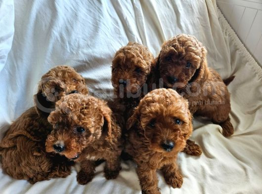 Ev Ortamından Red Toy Poodle Yavrular görsel
