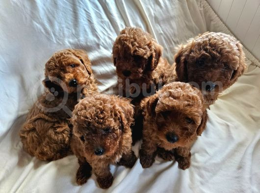 Ev Ortamından Red Toy Poodle Yavrular