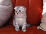 Yakışıklı Scottish Fold ns25 Erkek 2 Aylık