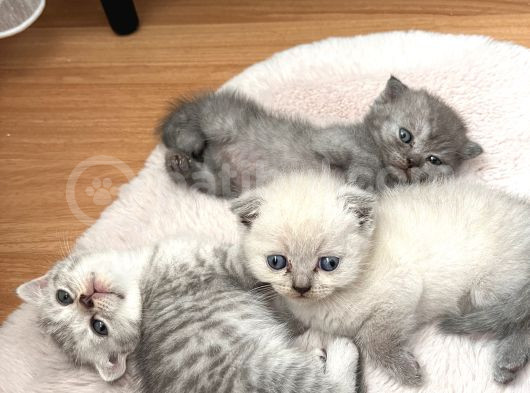 Minnoş Scottish Fold görsel