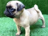 Safkan 0 Numara Pug Mops