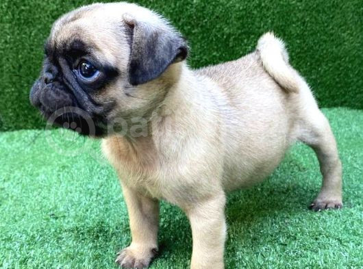 Safkan 0 Numara Pug Mops görsel