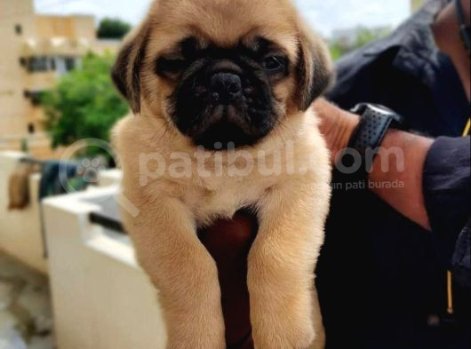 Hari̇ka Pug Yavrulari