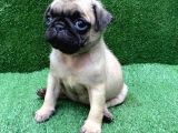 Safkan 0 Numara Pug Mops