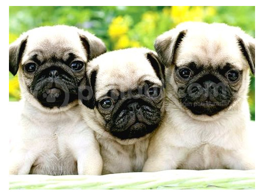 Gül Kuyruk Kisa Pug Yavrular Her Yere Gönderi̇li̇r