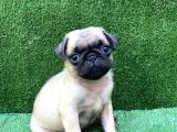 safkan 0 numara Pug Mops