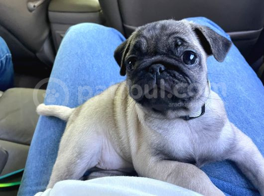 Gül Kuyruk Pug Yavru Köpek görsel