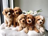 Mini boy puppy kahve tonlu MALTİPO Cinsi Yavrular 