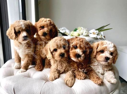 Mini Boy Puppy Kahve Tonlu Malti̇po Cinsi Yavrular 