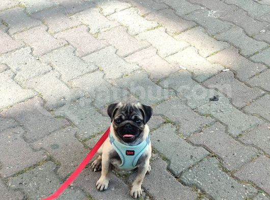 Gül Kuyruk Pug Yavru Köpek görsel