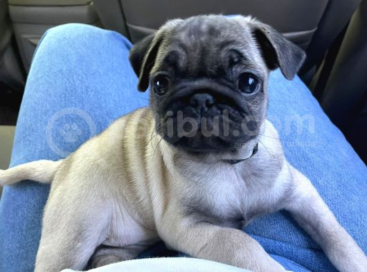 Gül Kuyruk Pug Yavru Köpek görsel