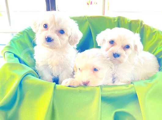 A Kalite Maltese Terrier Yavrularımız görsel
