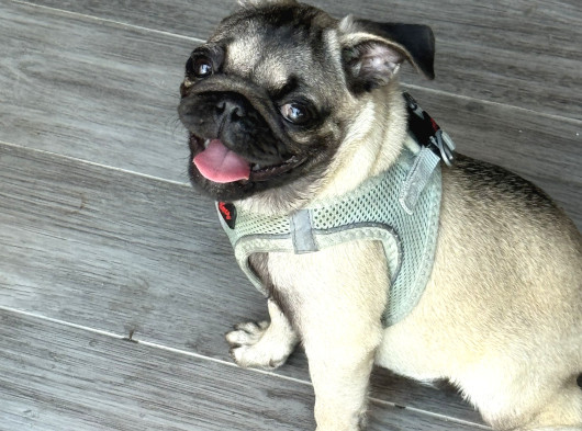 Gül Kuyruk Pug Yavru Köpek