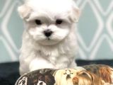 Maltese Terrier Yavrularımız 0 Numara