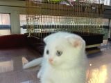 Kar Beyaz Scottish Fold Dişi
