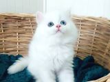 Karbeyaz Odd Eyes Longhair Bebekler