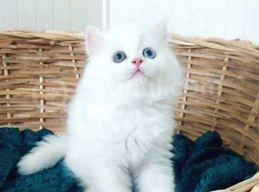 Karbeyaz Odd Eyes Longhair Bebekler görsel